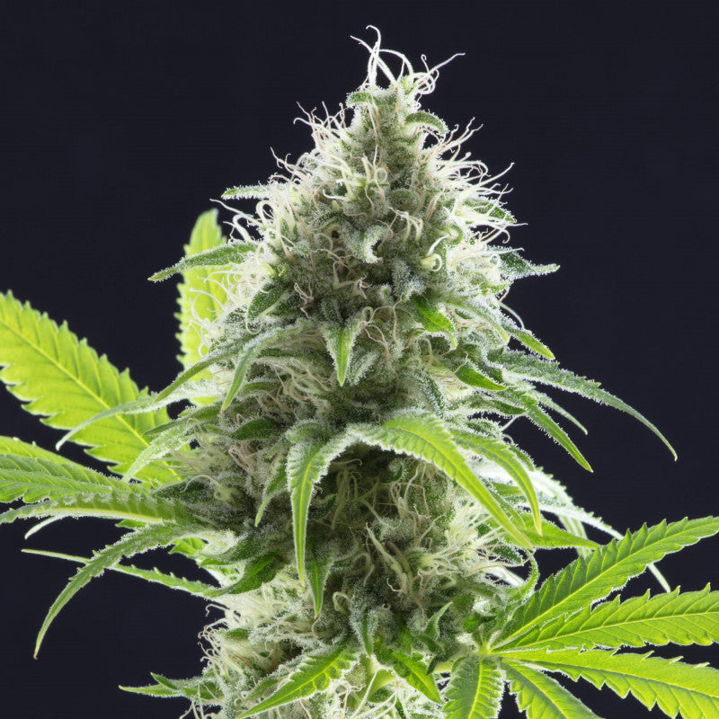 KAMA KUSH CBD - FEMINISEE - KANNABIA SEED COMPANY - 3 Graines de Collection