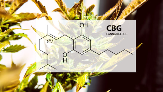 LE CBG, C’EST QUOI ?
