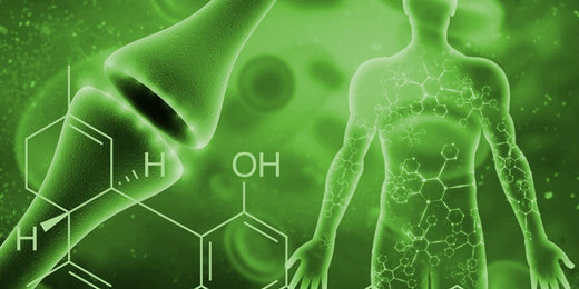 QU'EST-CE QUE LE SYSTÈME ENDOCANNABINOÏDE ?