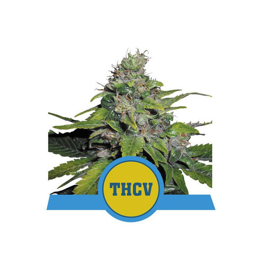 ROYAL THCV - FEMINISEE - ROYAL QUEEN SEEDS - 3 Graines de Collection